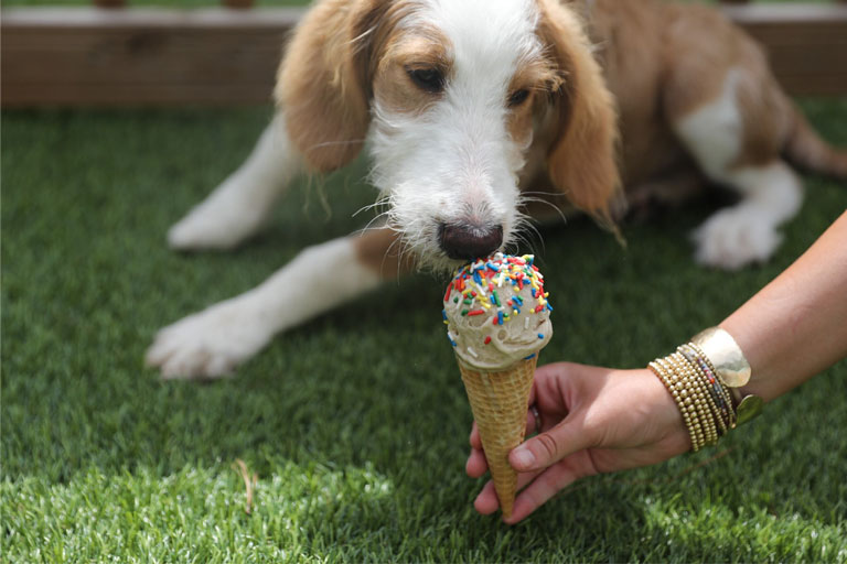 Photo of dog licking Dogsters Ice Cream